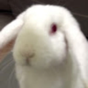 Meet your Posher, Snowball